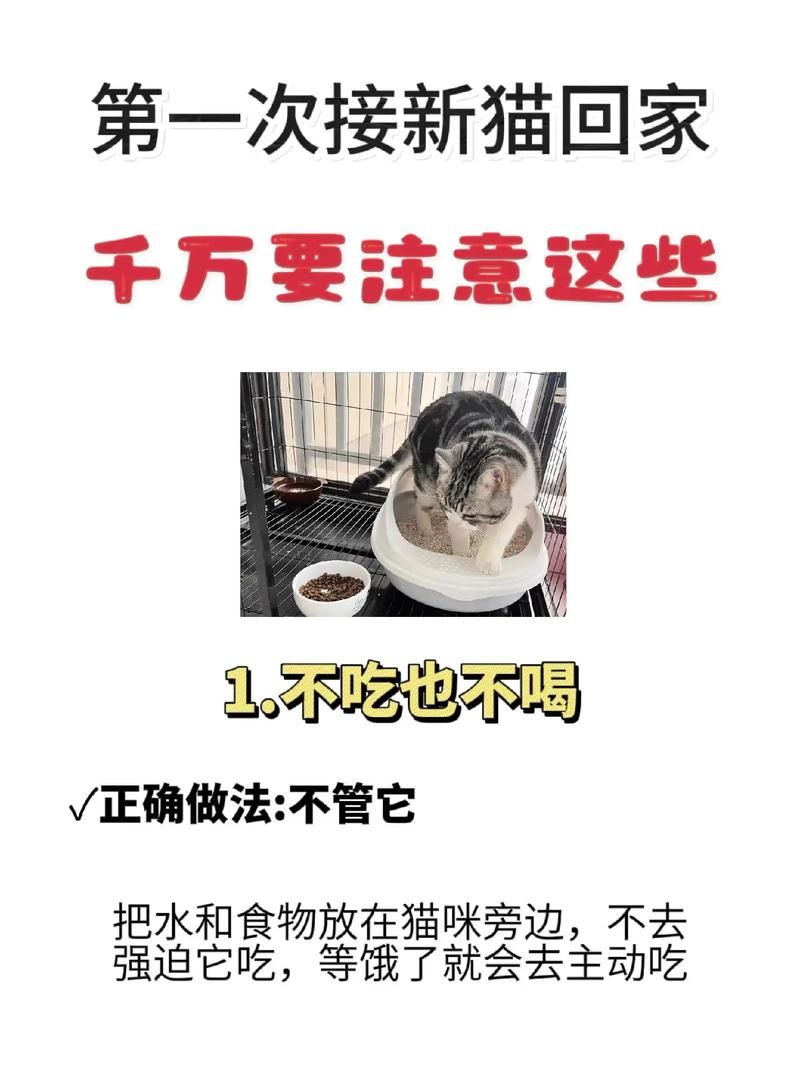 小猫回家后的注意事项：铲屎官必看实用手册