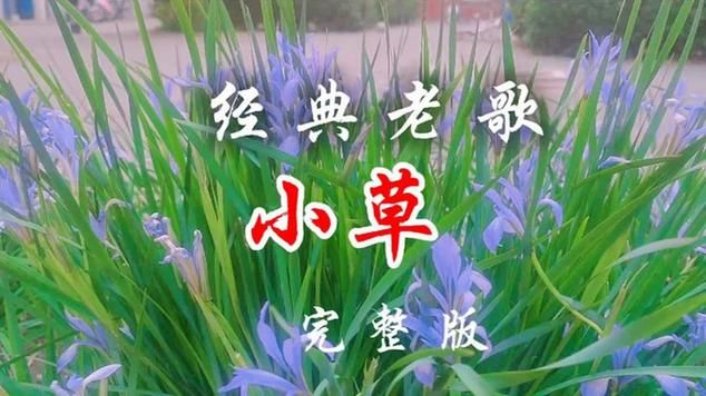 小草高清视频免费直播：不用会员免费观看
