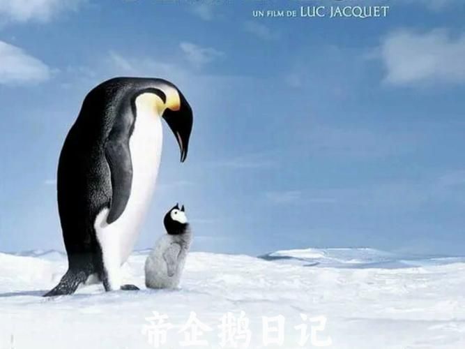 帝企鹅日记下载资源大全：高清完整版等你下载