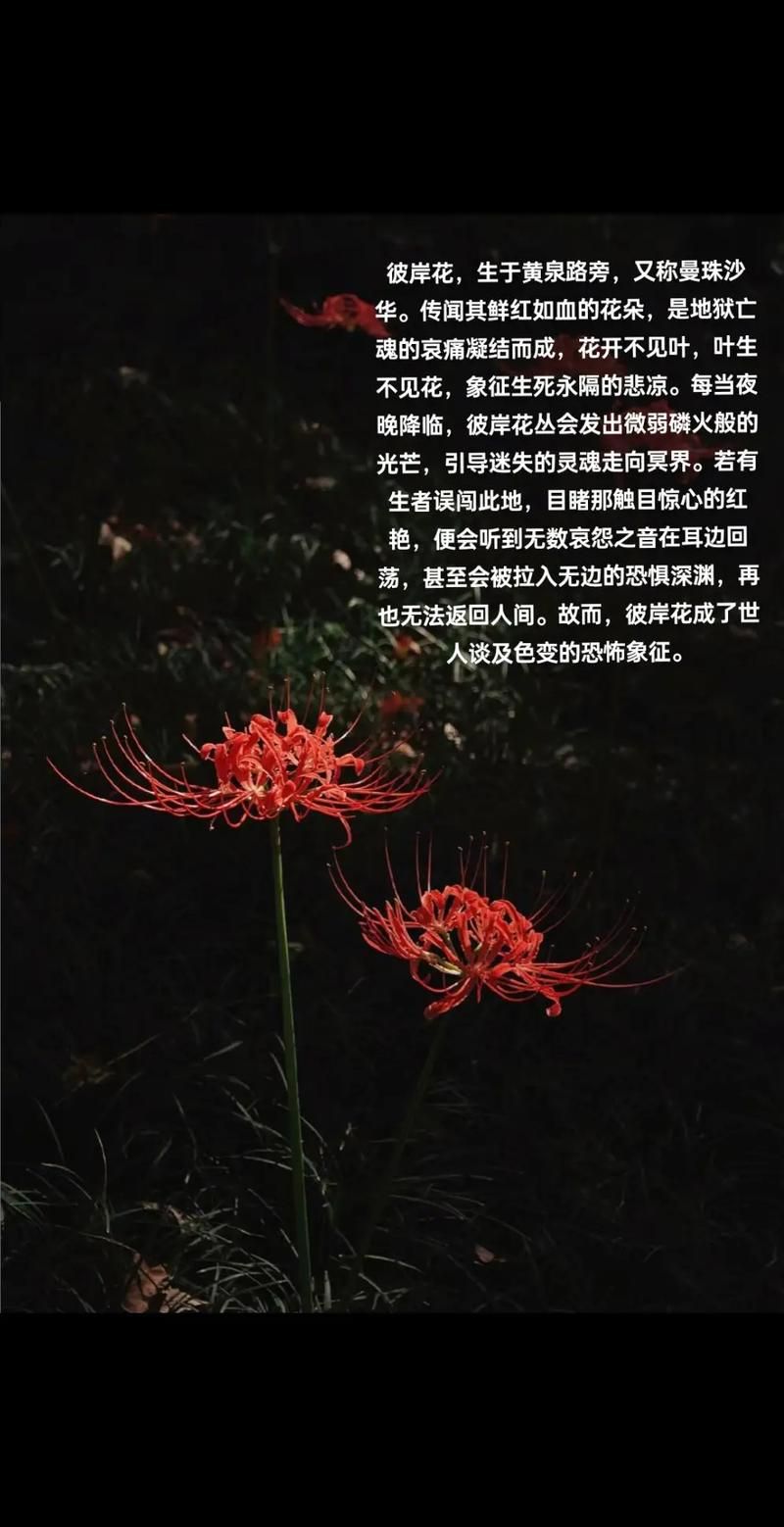 彼岸花评价：究竟是地狱之花还是美丽象征？