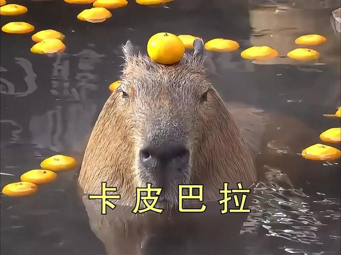 想了解达卡拉？这里有你想要的全部信息！