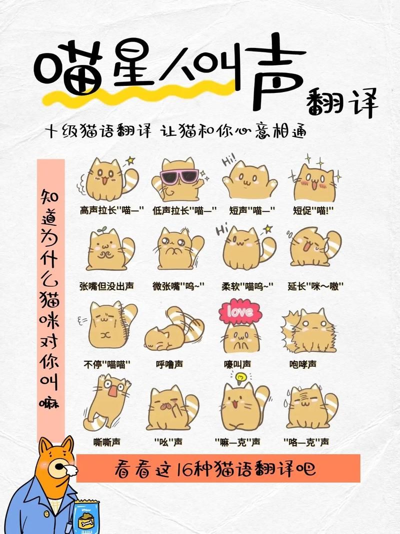 想和猫咪说话？教你轻松解读猫咪的“喵喵叫”