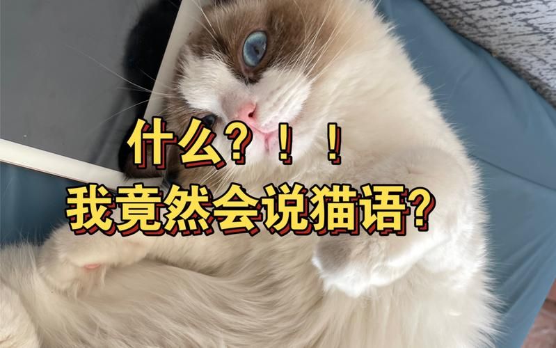 想和猫咪说话？教你轻松解读猫咪的“喵喵叫”