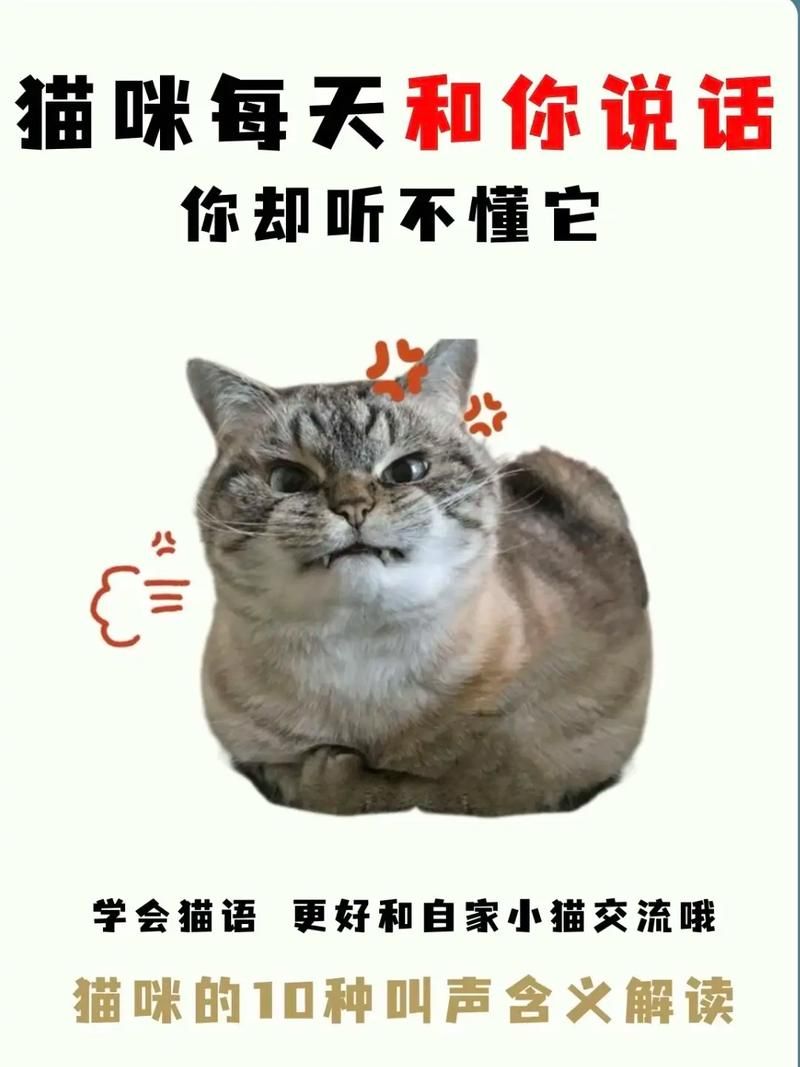 想和猫咪说话？教你轻松解读猫咪的“喵喵叫”