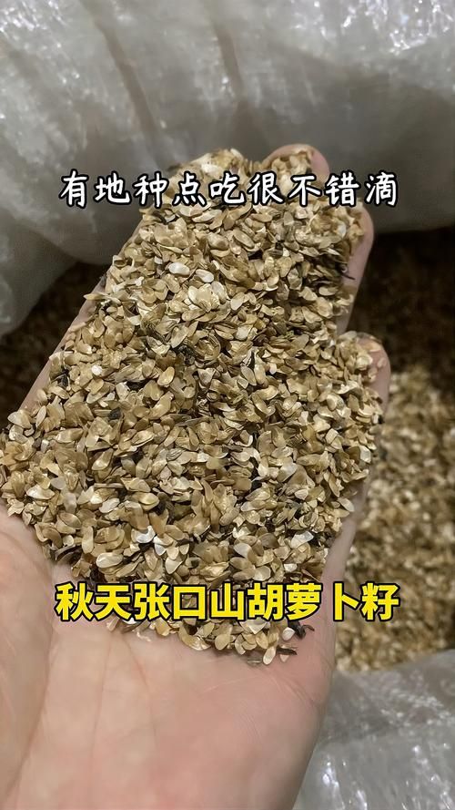 想看山口里子种子？有哪些网站资源安全可靠？