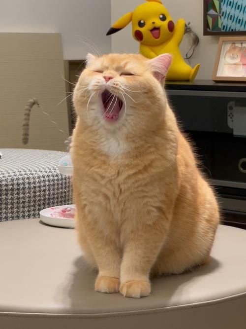 打哈欠下巴脱臼？猫咪的意外你了解吗？