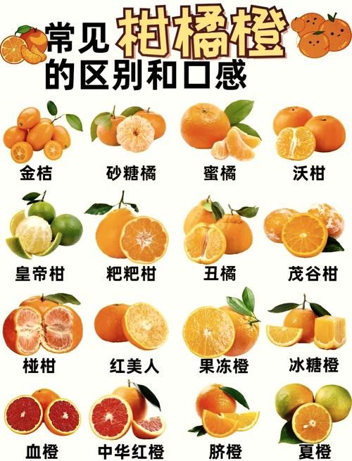 揭秘桃叶橙的起源，它究竟来自何方？