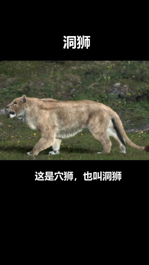揭秘穴狮：远古洞穴中的强大猎手，它的生活习性如何？