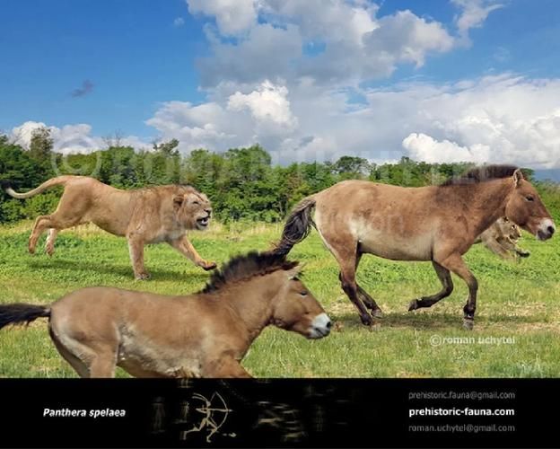 揭秘穴狮：远古洞穴中的强大猎手，它的生活习性如何？