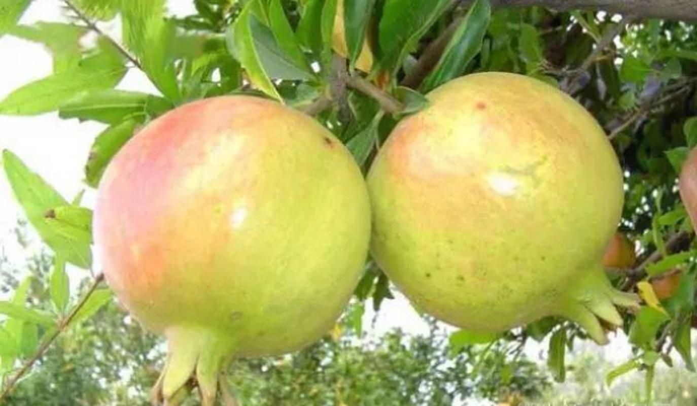 新疆叶城县西域圣果：甜蜜口感背后的种植故事