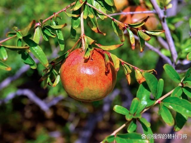 新疆叶城县西域圣果：甜蜜口感背后的种植故事