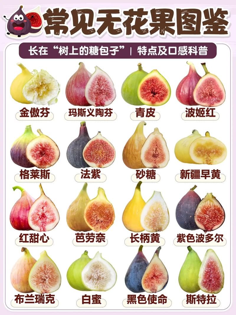 无花果为什么叫无花果？蚂蚁庄园趣味问答揭秘