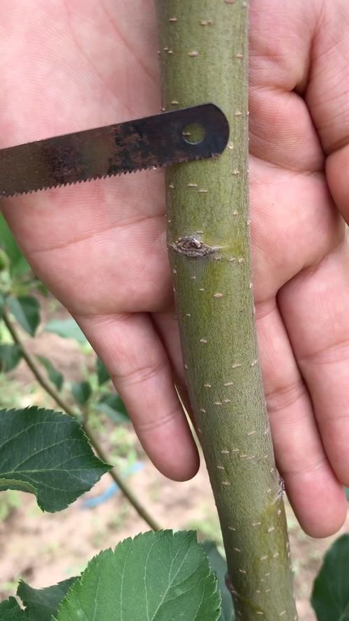 早春苹果树刻芽技巧详解：“挨一刀”的背后玄机！