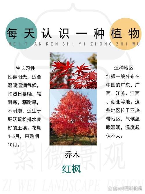 枫树种子价格及品种大全：选购优质枫树种子的技巧