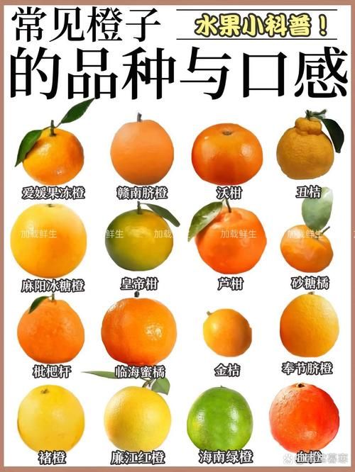 橘奏是什么？简单了解橘奏的含义和用法
