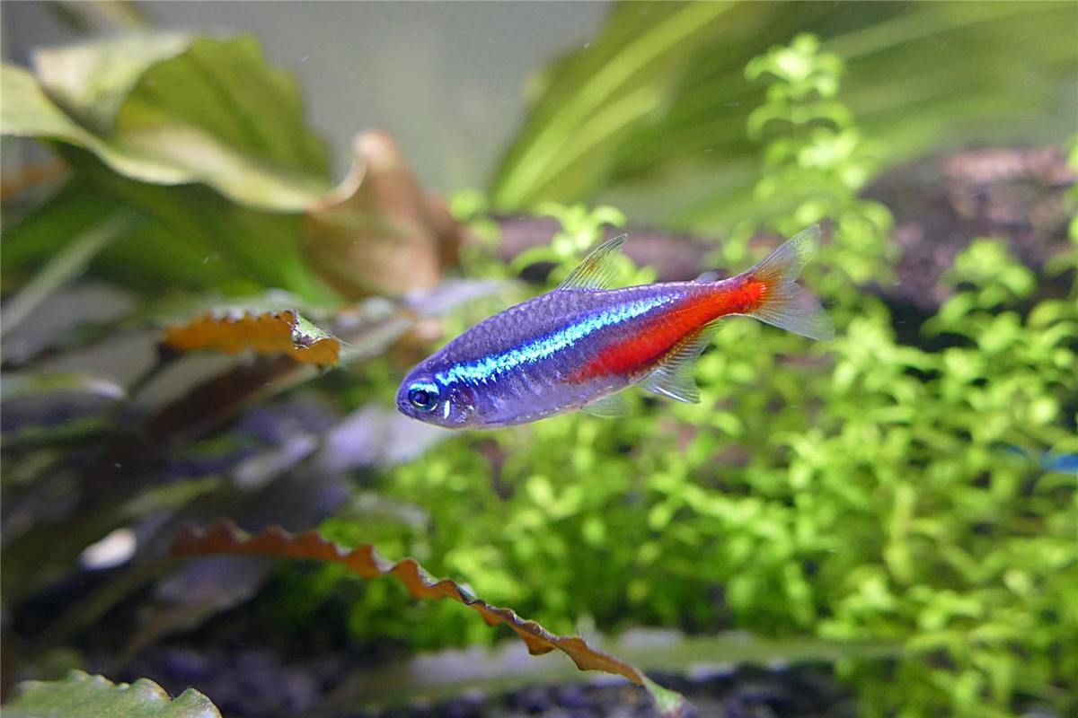 水族箱必备：霓虹灯鱼的种类、习性和饲养技巧