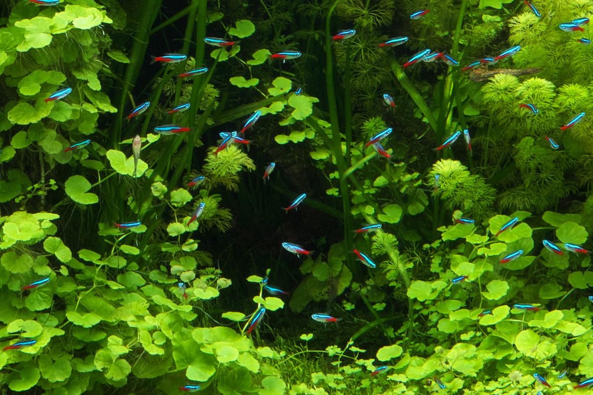 水族箱必备：霓虹灯鱼的种类、习性和饲养技巧