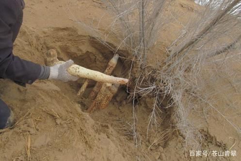 沙漠里梭梭树根部寄生什么？竟是珍贵药材！