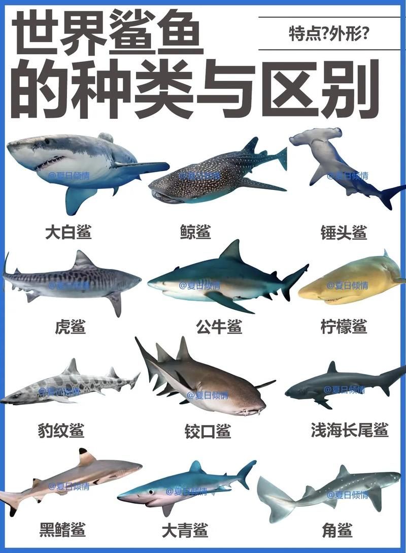 海洋生物大揭秘：鲨鱼和鱿鱼，谁不是鱼？