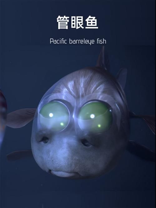 海洋生物里的“打孔专家”：韦德尔氏海豹