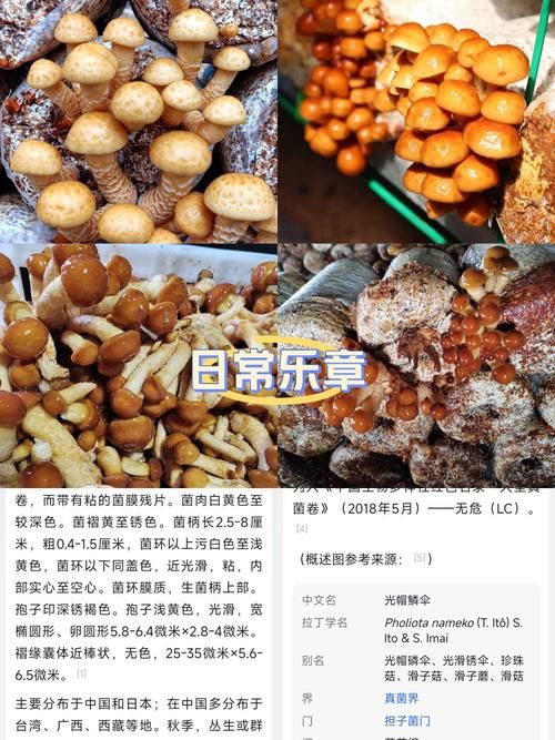 滑子菇栽培的常见问题及解决方案