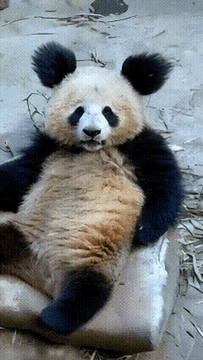 熊猫也会放屁吗？熊猫放屁的真相