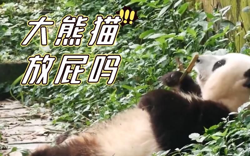 熊猫也会放屁吗？熊猫放屁的真相