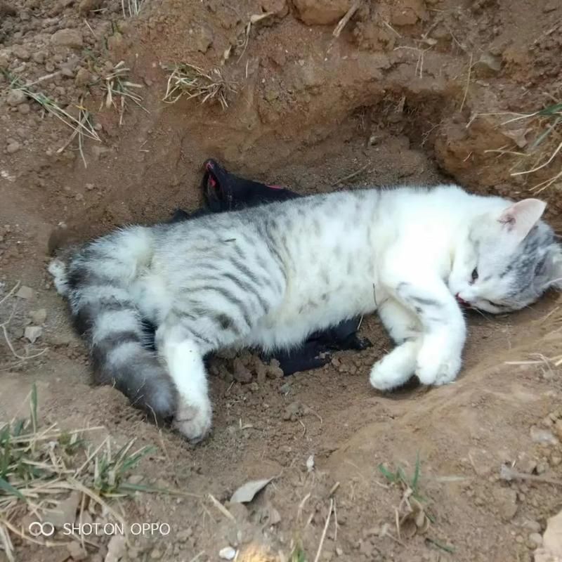 猫咪死亡真相？群演称其被电死，剧组回应引发争议！