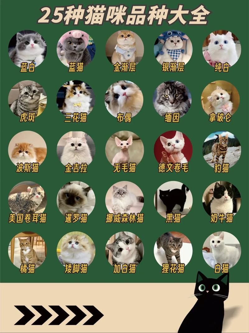 猫工厂揭秘：品种猫价格、地址及养殖技巧全攻略