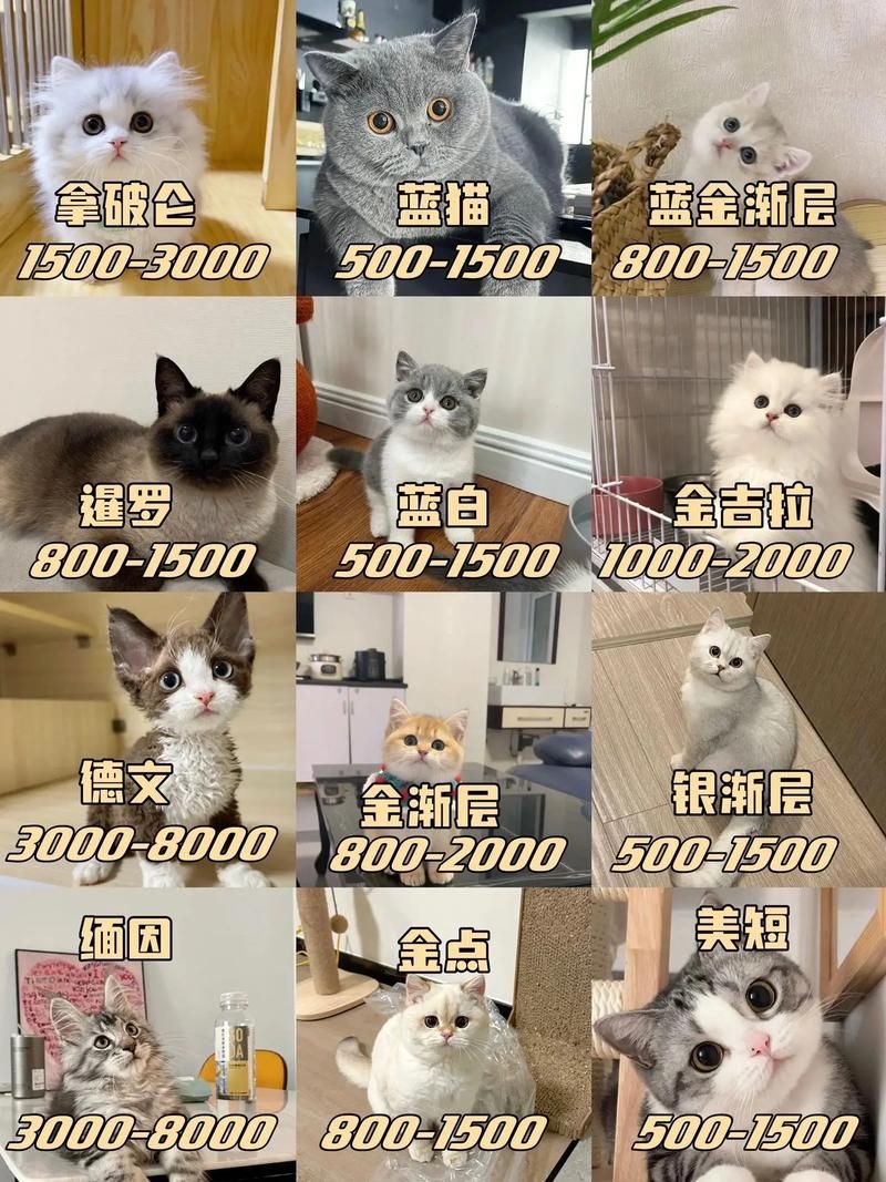 猫工厂揭秘：品种猫价格、地址及养殖技巧全攻略