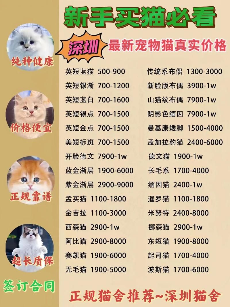 猫工厂揭秘：品种猫价格、地址及养殖技巧全攻略