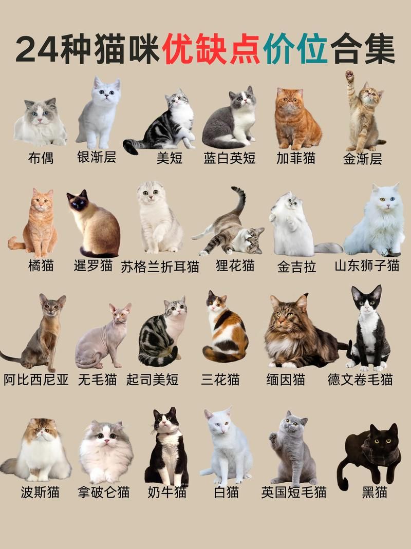 猫猫栽培攻略：新手养猫必看实用指南