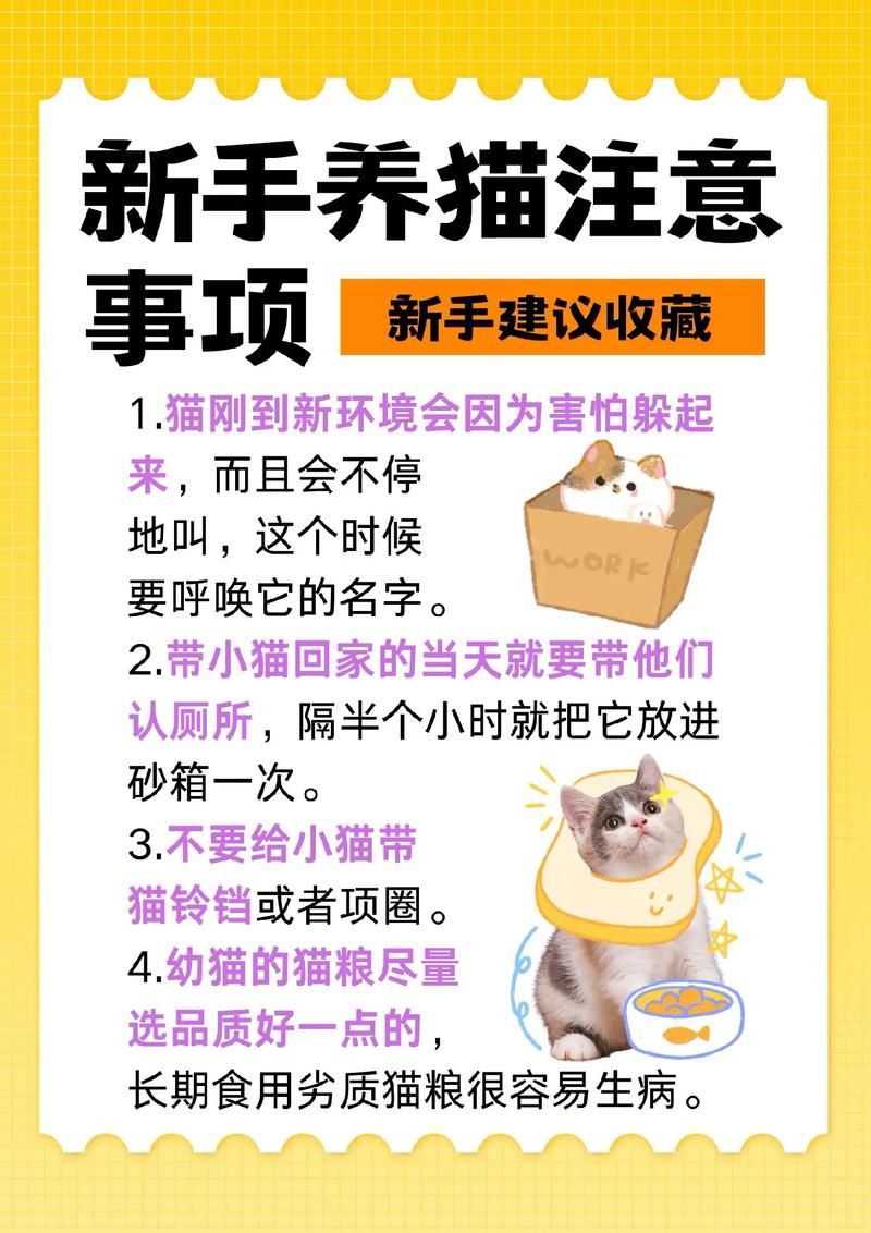 猫猫栽培攻略：新手养猫必看实用指南