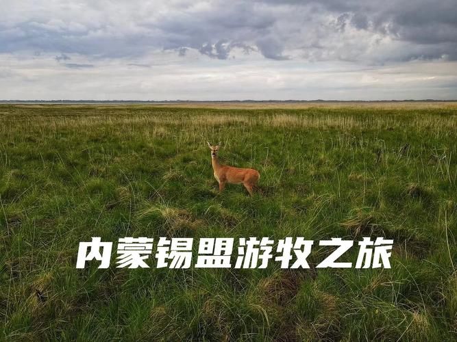 下载最后绿洲汉化版：体验刺激的游牧生存之旅