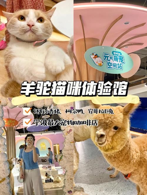 下载电子羊官方正式版最新版：体验超萌虚拟宠物