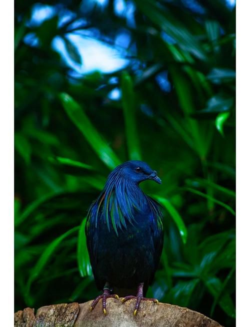 丛林V0.20如何下载？新手小白也能轻松上手！