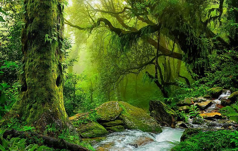 丛林V0.20版本大全：带你了解游戏背景设定