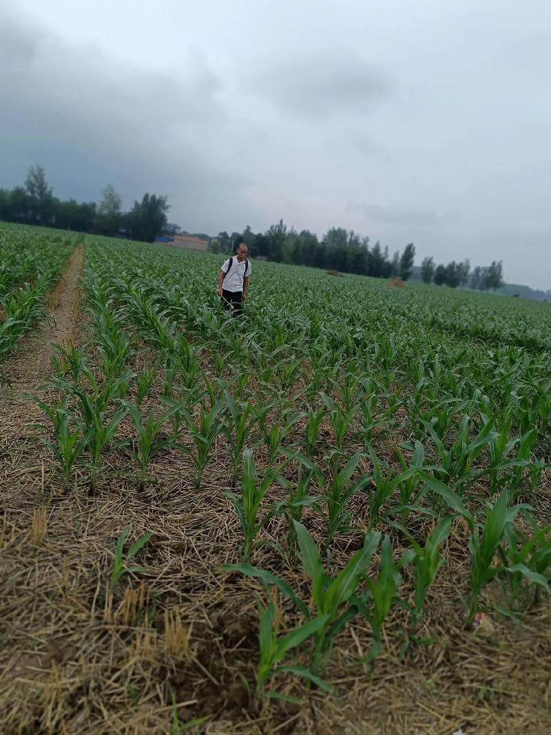 乡下生活最新体验：重温儿时记忆，感受田园之乐