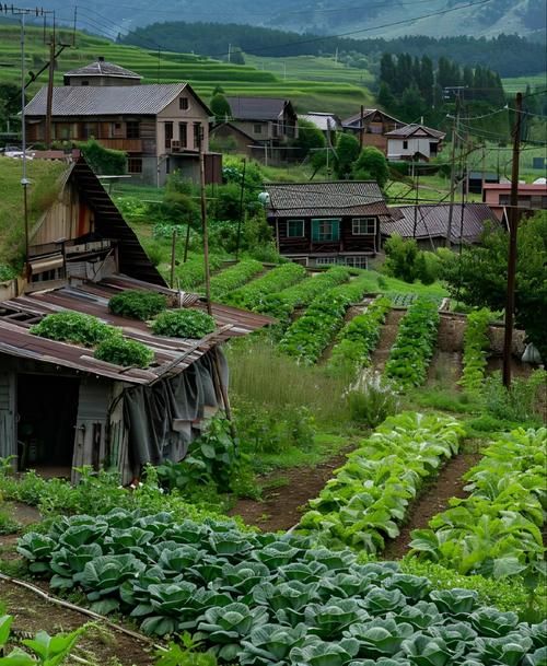 乡下生活最新版本：体验田园牧歌的悠闲日子