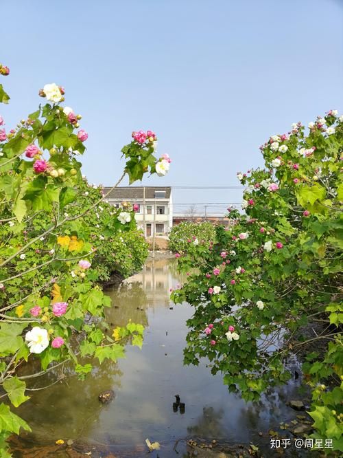 乡下生活汉化版下载地址：沉浸式田园生活，精彩剧情等你解锁！