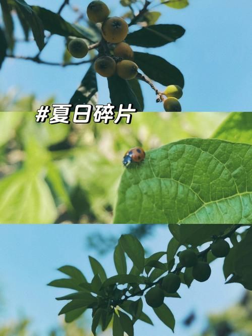 乡下生活汉化版下载地址:沉浸式田园生活,精彩剧情等你解锁! 乡下生活汉化版下载地址:沉浸式田园生活,精彩剧情等你解锁!