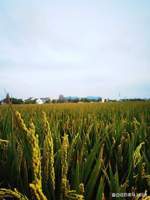 乡下生活版本大全：城市人向往的乡下生活