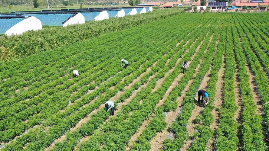 乡村改造官方网站是什么？快速了解项目信息！