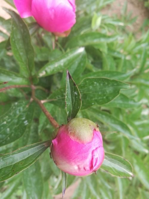 优艳之花下载地址官网正版下载，安全无毒放心使用