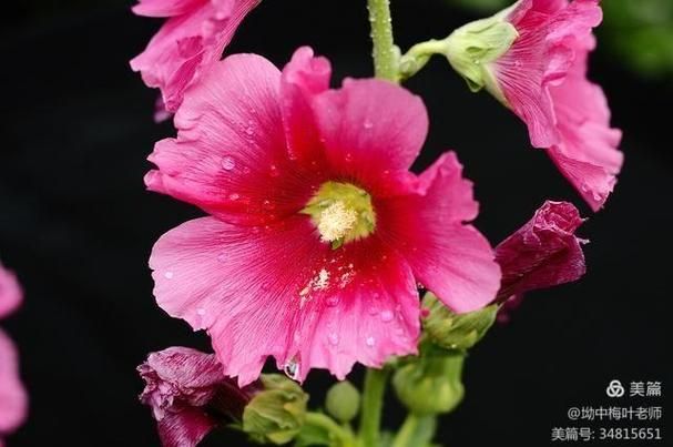 优艳之花下载地址官网正版下载,安全无毒放心使用 优艳之花下载地址官网正版下载,安全无毒放心使用