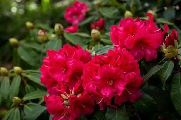 优艳之花下载地址官网正版下载,安全无毒放心使用 优艳之花下载地址官网正版下载,安全无毒放心使用