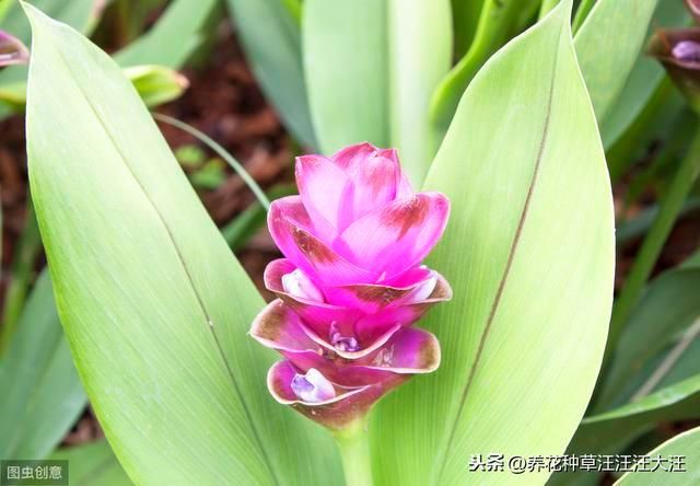 优艳之花下载方法详解：安全快速下载途径推荐