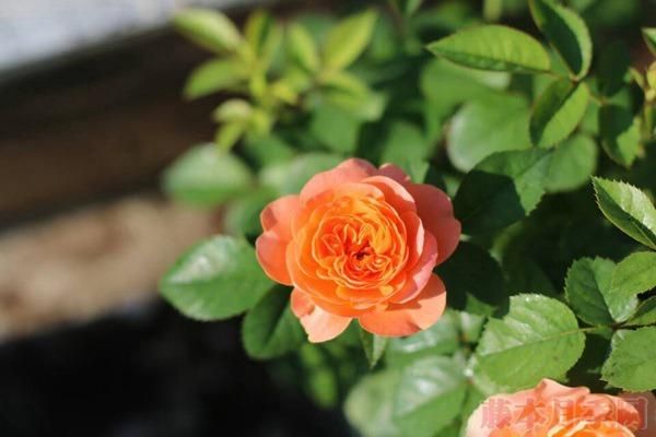 优艳之花下载方法详解:安全快速下载途径推荐 优艳之花下载方法详解:安全快速下载途径推荐