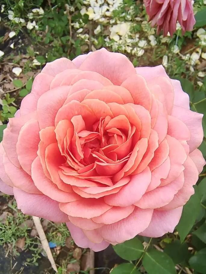 优艳之花官方网站：便捷的在线购物和售后服务