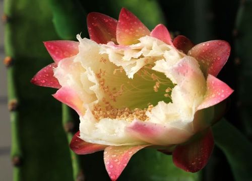 优艳之花官方网站：便捷的在线购物和售后服务